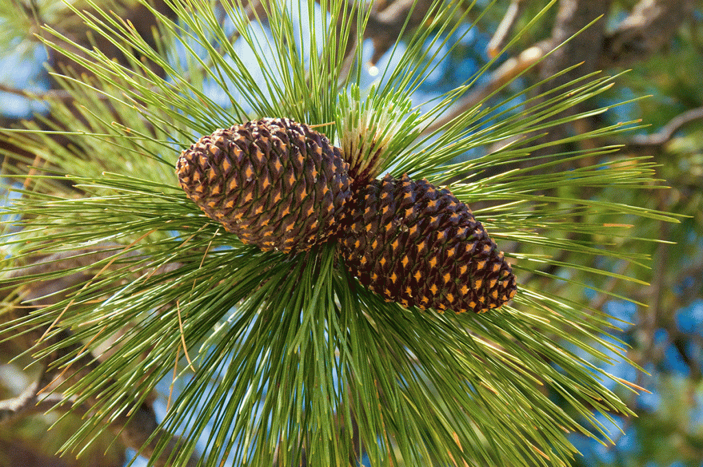 Pinetree-Cones-Yosemite