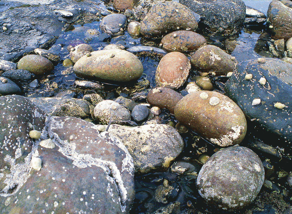 beach-stones-Robin-Hood's-Bay
